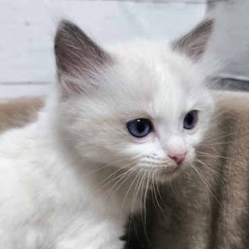 ラグドール【広島県・男の子・2025年1月14日・ブルーポイントバイカラー】の写真「マイペースなおっとり君💕」