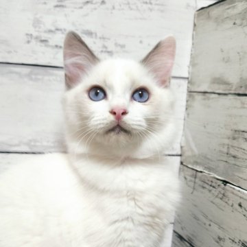 ラグドール【広島県・女の子・2025年6月22日・ブルーポイントバイカラー】の写真「毛並みフワサラ美人さん💕」