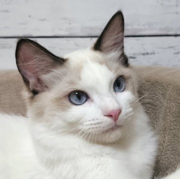 ラグドール【広島県・女の子・2025年5月18日・シールポイントバイカラー】の写真「ゴロゴロ多めな女の子💕」