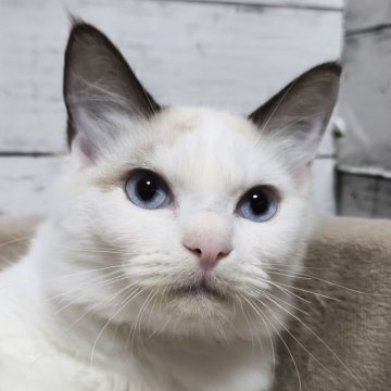 ラグドール【広島県・女の子・2025年6月6日・シールポイントバイカラー】の写真「運動大好きななお姫様!甘えて膝肩に乗ってくれる💕」