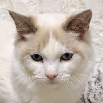 ラグドール【広島県・男の子・2025年6月6日・シールポイントバイカラー】の写真「肩に乗ってくれる元気な男の子🐱」