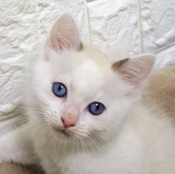 ラグドール【広島県・男の子・2025年10月31日・シールポイントバイカラー】の写真「好奇心旺盛で元気な男の子💕」