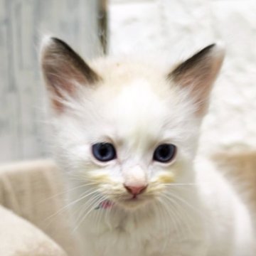 ラグドール【広島県・男の子・2025年10月26日・シールポイントバイカラー】の写真「おっとり、可愛い甘えっ子💕」