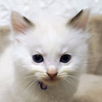 ラグドール【広島県・男の子・2025年10月26日・シールポイントバイカラー】の写真「さみしがりやの、ゴロゴロ甘えっ子💕」