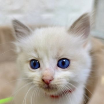 ラグドール【広島県・女の子・2025年11月24日・ブルーポイントバイカラー】の写真「活発で、可愛い甘えっ子💕」