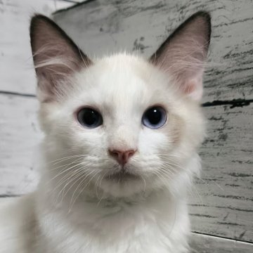 ラグドール【広島県・男の子・2025年5月18日・シールポイントバイカラー】の写真「キレイなカラー!フミフミゴロゴロ甘えっ子💕」