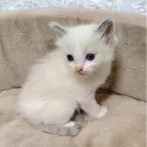 ラグドール【広島県・男の子・2025年11月24日・ブルーポイントバイカラー】の写真2