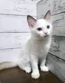 ラグドール【広島県・女の子・2025年6月6日・シールポイントバイカラー】の写真14