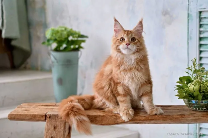 ID：2109-01035の子猫