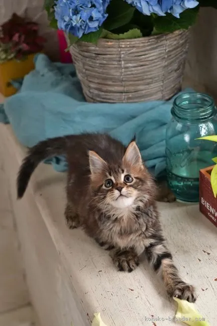 ID:2006-00630の子猫