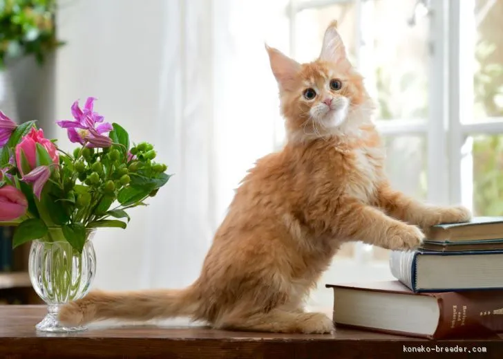 ID:2101-01620の子猫