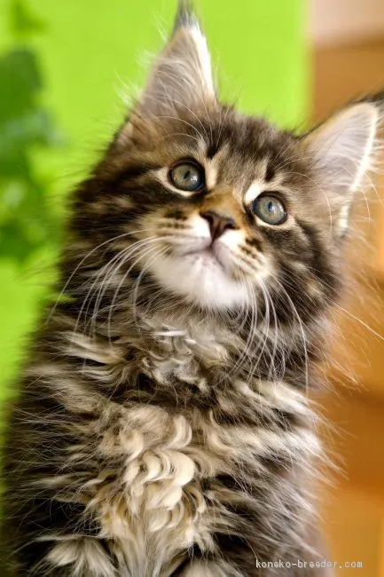 ID:1906-02245の子猫