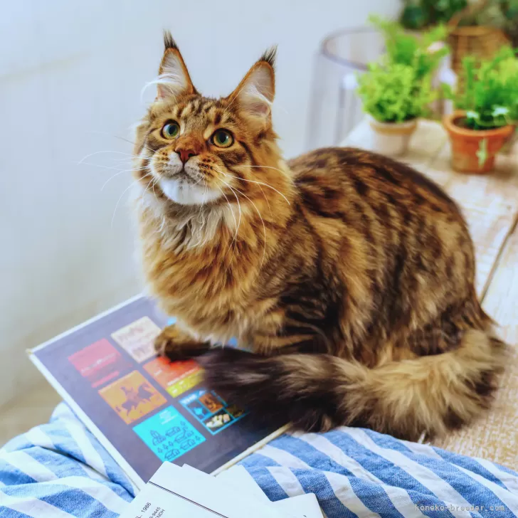 ID:2411-00563の子猫