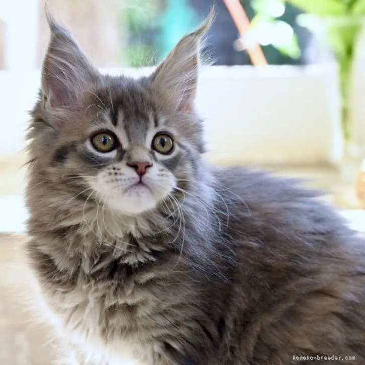 ID：2208-00720の子猫