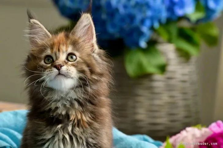 ID：2105-02458の子猫