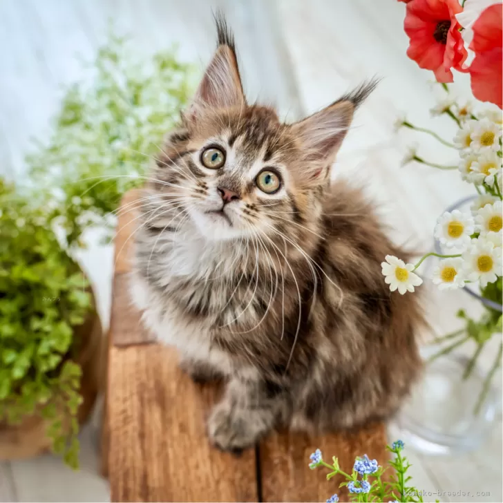 ID:2408-01122の子猫