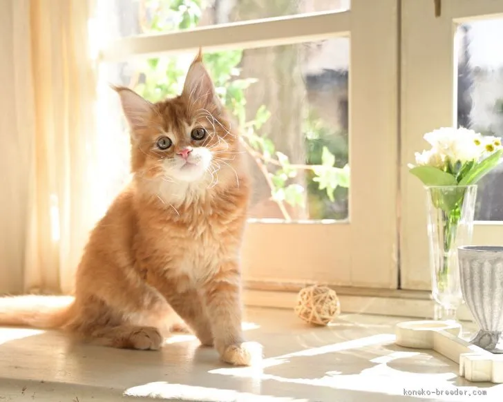 ID:1905-00074の子猫
