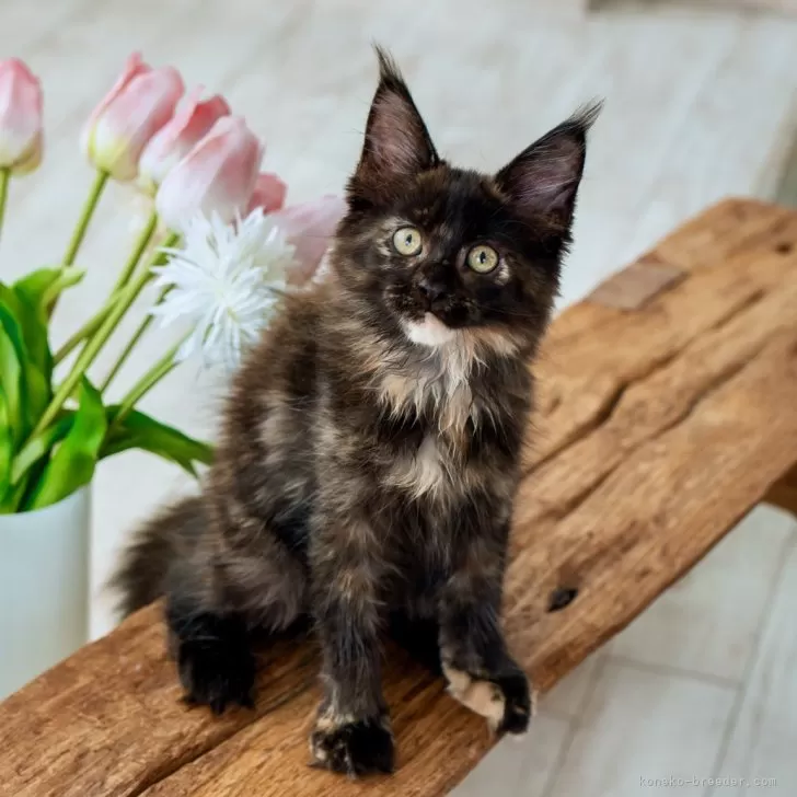 ID：2408-01107の子猫