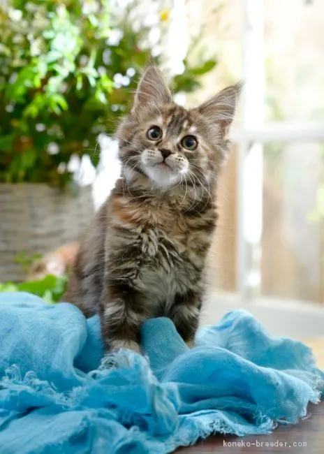 ID:2101-01624の子猫