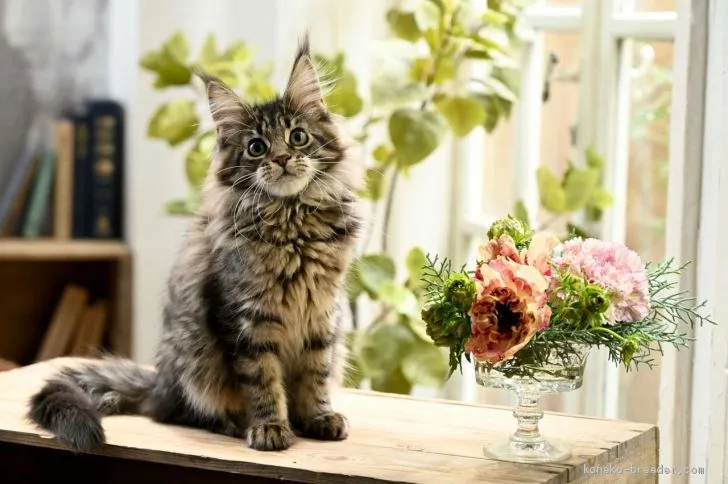 ID：2012-01161の子猫