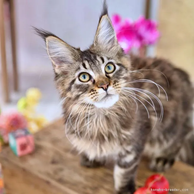 ID:2201-00609の子猫