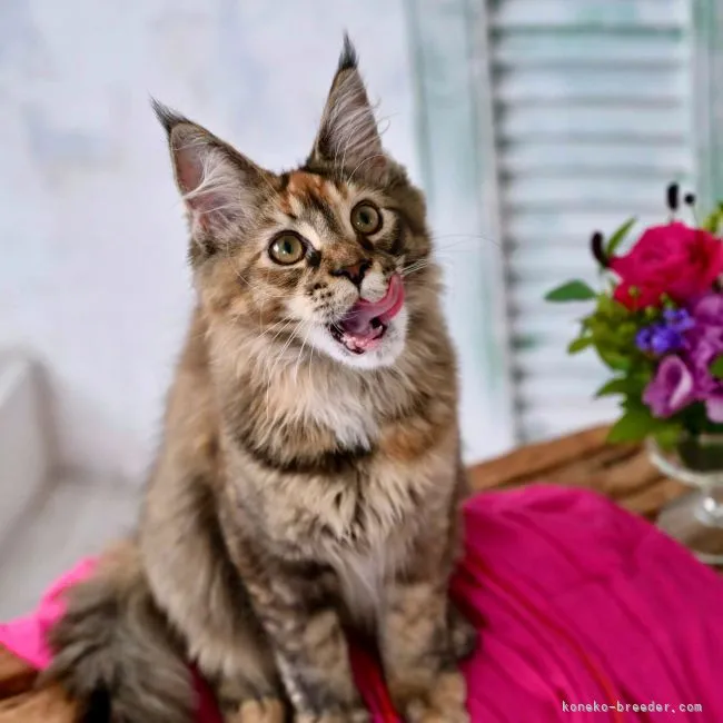 ID：2109-01038の子猫