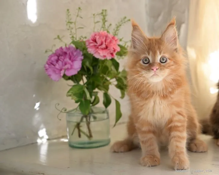 ID：1905-00080の子猫