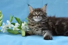 メインクーン【東京都・女の子・2019年1月6日・ブラウン クラシック タビー】の写真3