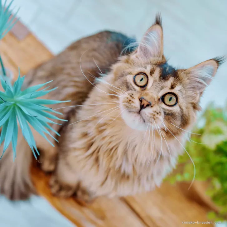 ID：2502-00104の子猫
