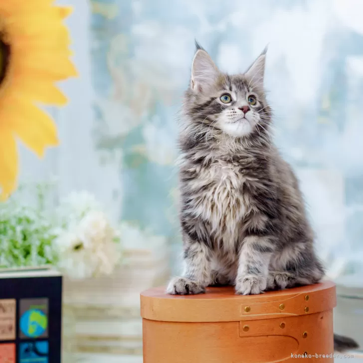 ID:2506-03024の子猫