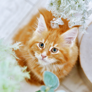 メインクーン【東京都・男の子・2025年9月18日・レッド ティックドタビー（シルキー：ショースタンダード）】の写真「TICA優良血統の子ネコが元気に成長しております♪」