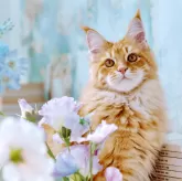 メインクーン【東京都・男の子・2024年9月20日・レッド マックタビー】の写真4