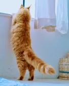 メインクーン【東京都・男の子・2024年9月20日・レッド マックタビー】の写真7