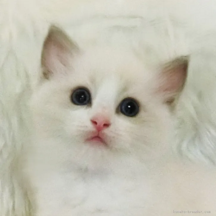 ID：2307-02218の子猫