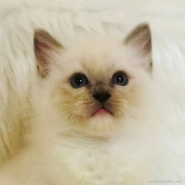 ID:2309-03118の子猫