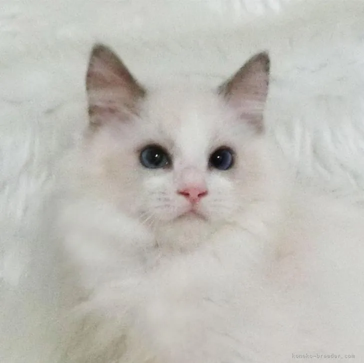 ID：2208-00124の子猫