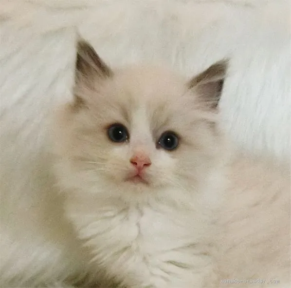 ID：2005-01593の子猫