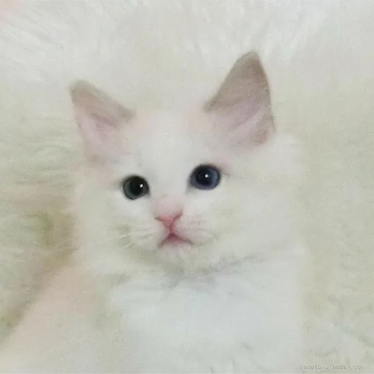 ID：2301-01984の子猫