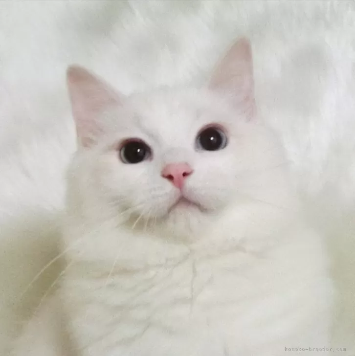 ID：2407-03452の子猫