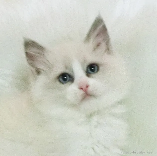 ID：2203-00833の子猫