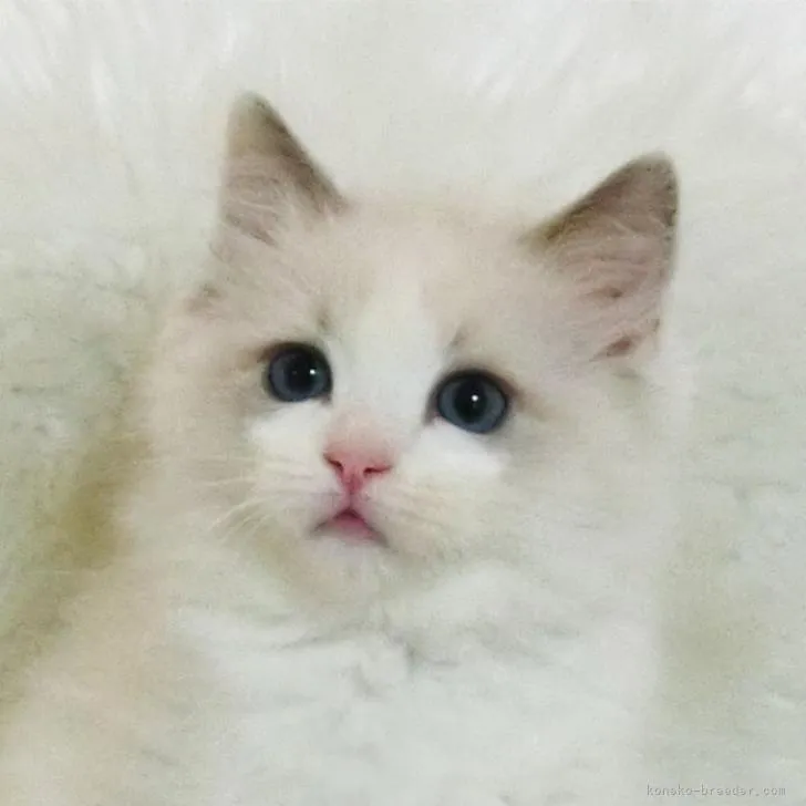 ID：2301-01573の子猫