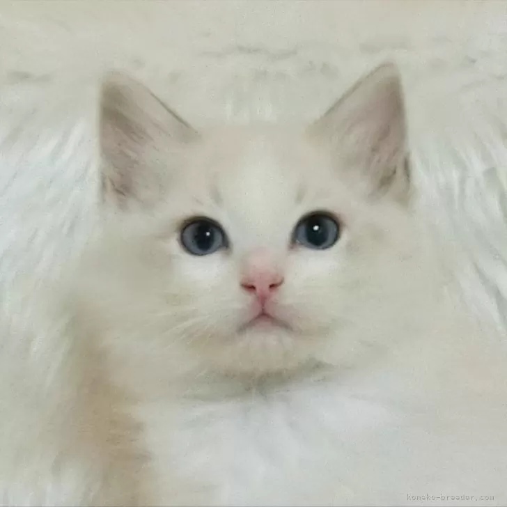 ID:2403-00560の子猫