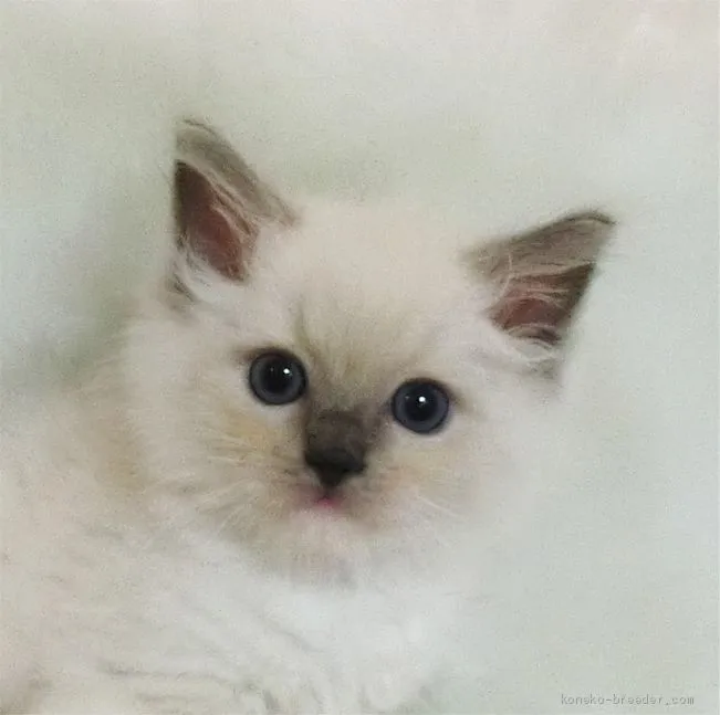 ID:2007-01860の子猫