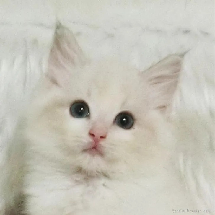 ID：2208-00128の子猫