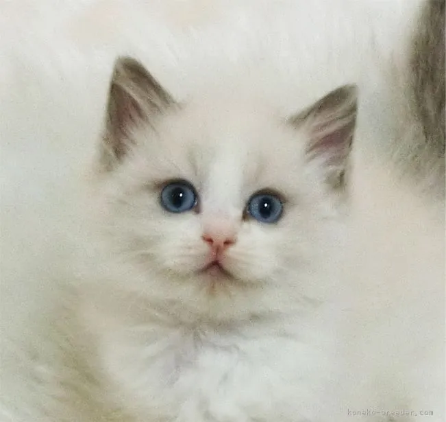 ID：2203-00832の子猫