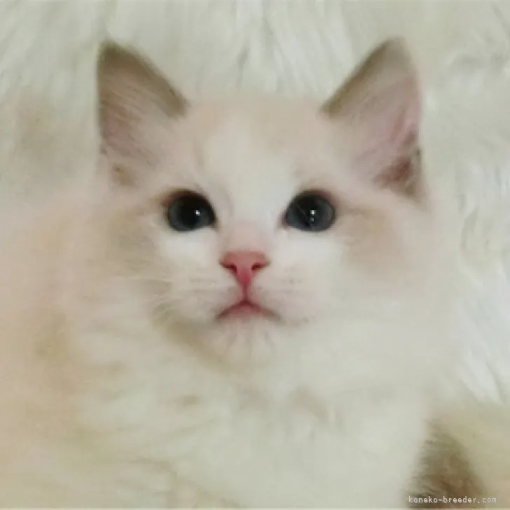 ID：2309-03000の子猫