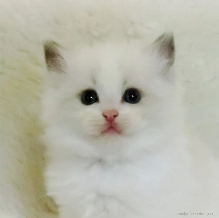 ID:2305-02903の子猫
