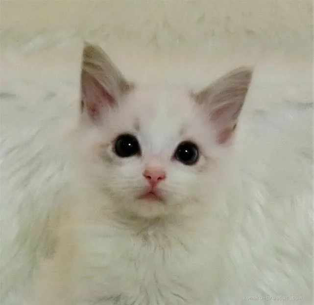 ID:2012-00739の子猫