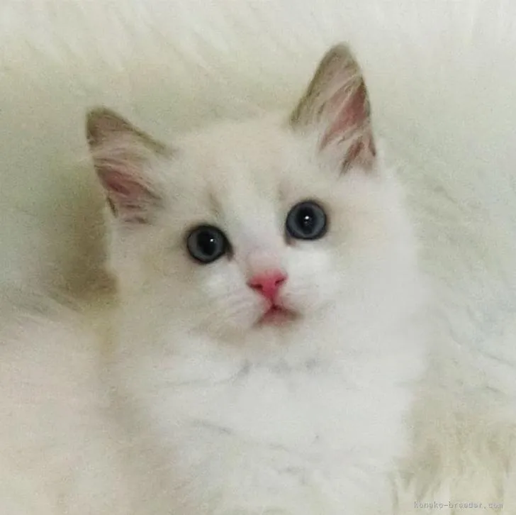 ID：2209-00753の子猫