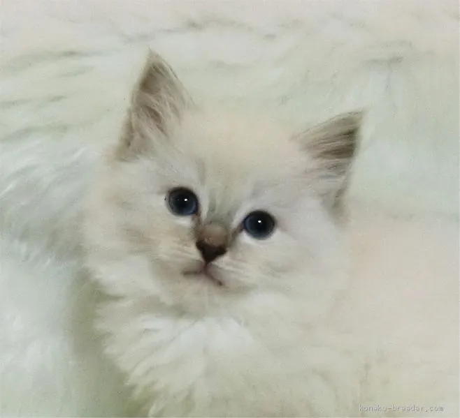 さがる 様のお迎えした子猫